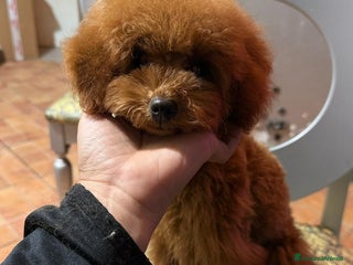 Barboncino Toy cani Barboncino Toy con pedegree Enci - Annuncio 6