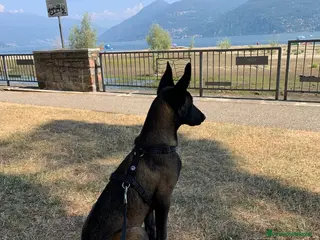 Pastore Belga cani Vendo Pastore Belga Malinois femmina – 1.980€ - Annuncio 2