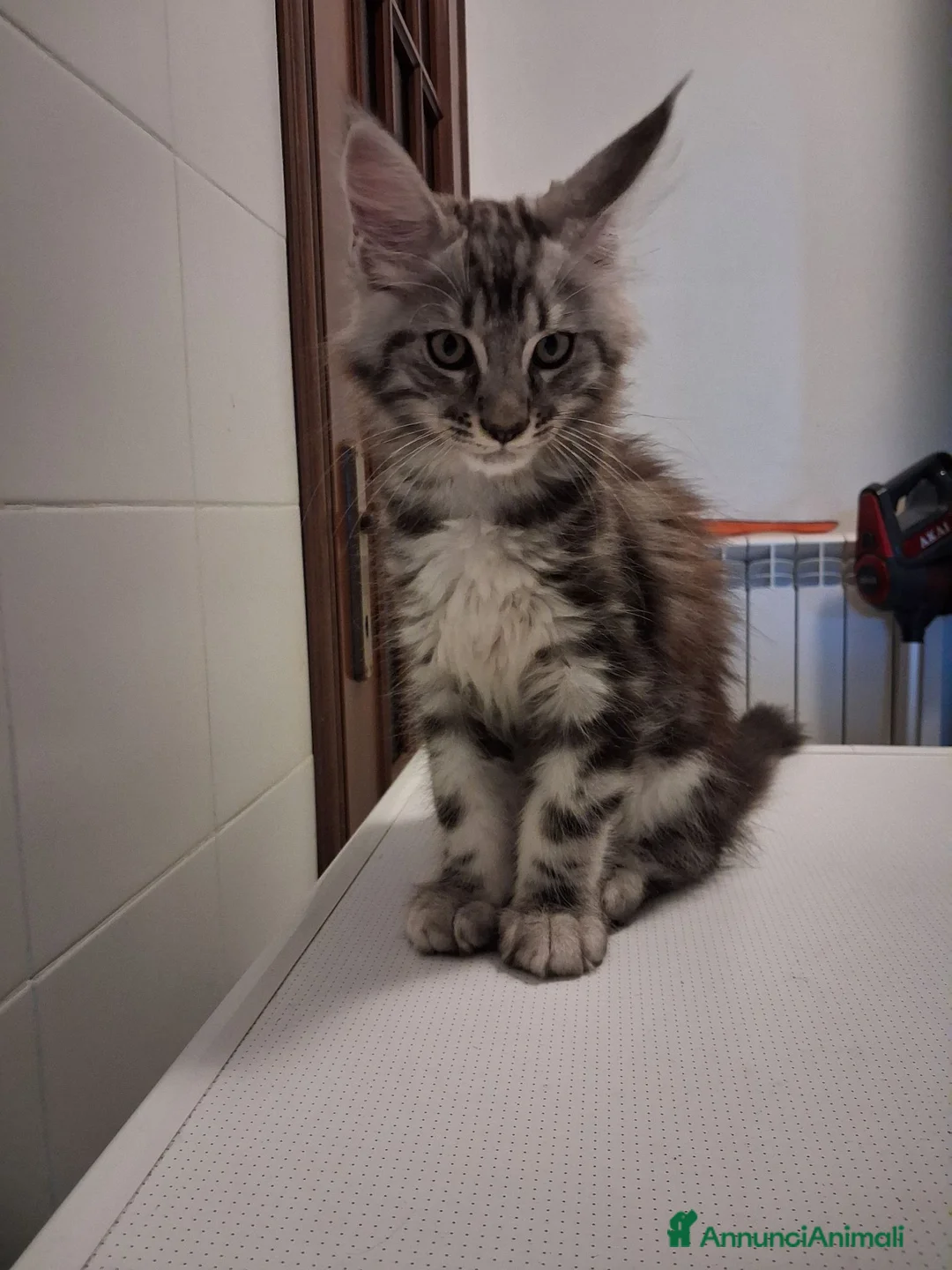 Maine Coon gatti in vendita: Cucciolo di Maine Coon  silver  a Provincia di Cuneo - Annuncio 2