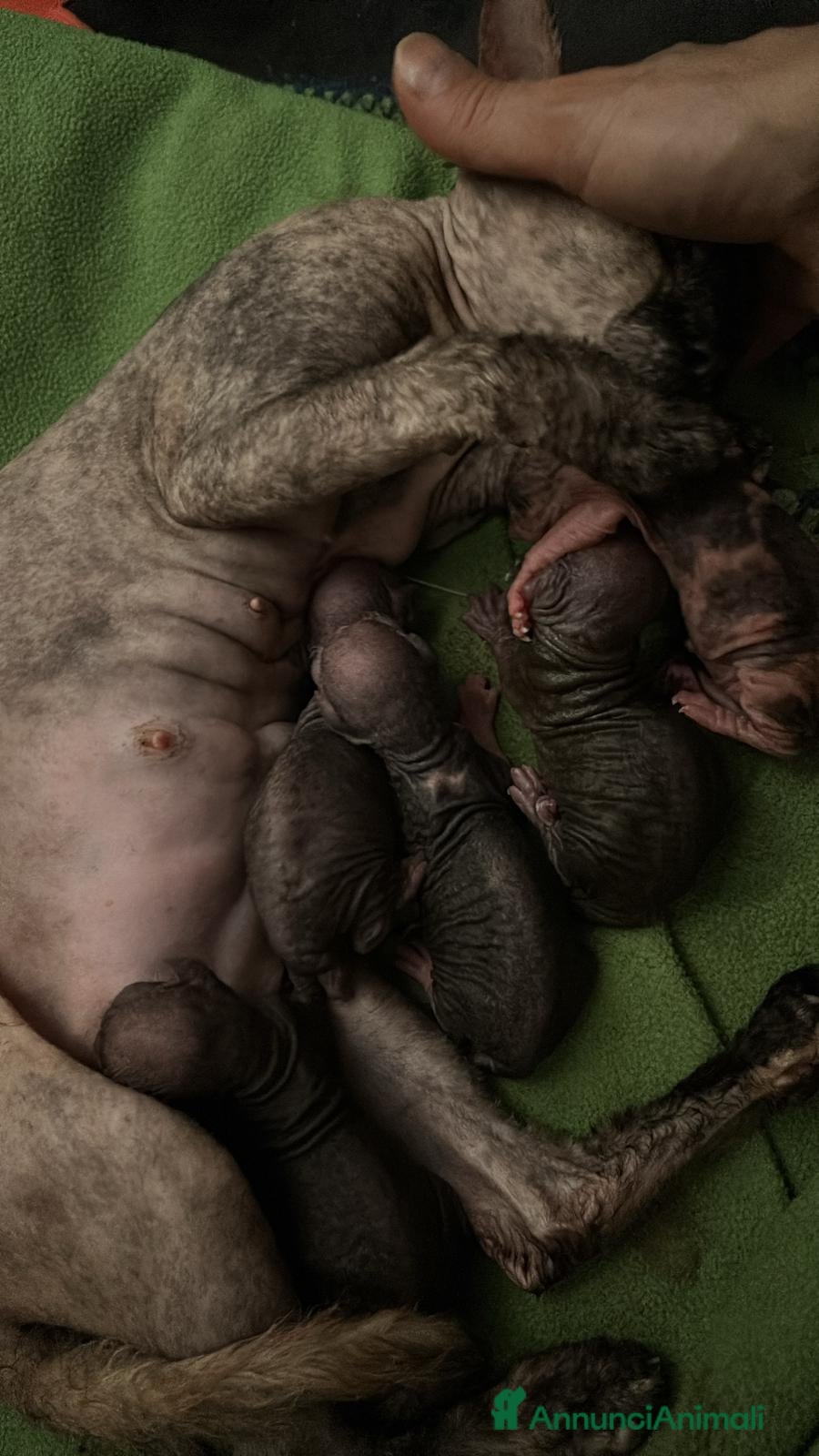 Sphynx gatti Sphynx o gatto nudo - Annuncio 1