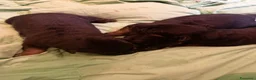 Pastore Tedesco cani in vendita: cuccioli di pastori tedesco - Annuncio 3