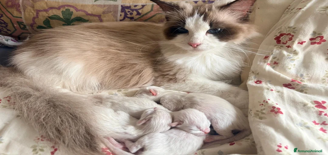 Immagine della galleria {{count}}