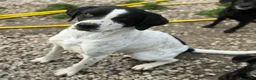 Meticcio cani in regalo: Micky 1 anno taglia media  - Annuncio 4