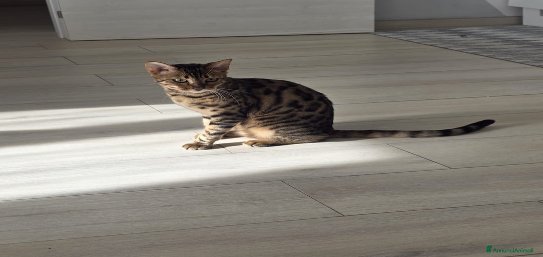 Immagine della galleria {{count}}