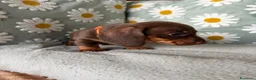 Bassotto cani in vendita: Bassotti Nani  - Annuncio 5
