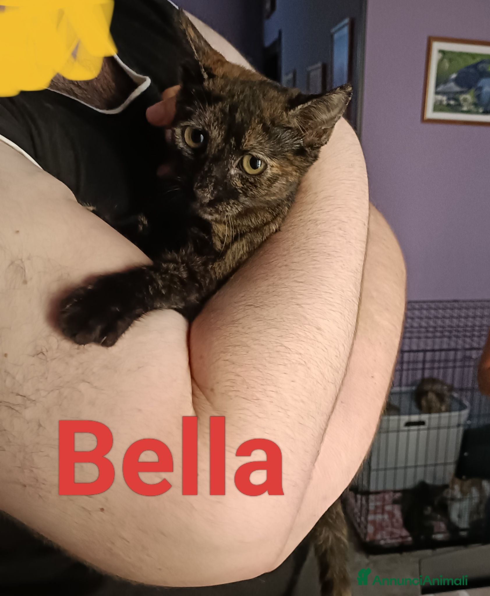 Meticcio gatti Bella  - Annuncio 23