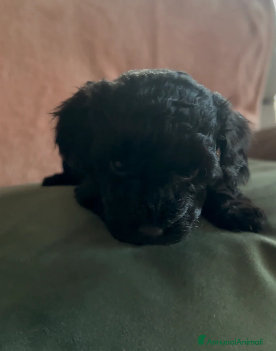 Barboncino cani in vendita: Barboncino nano❤️ - Annuncio 2