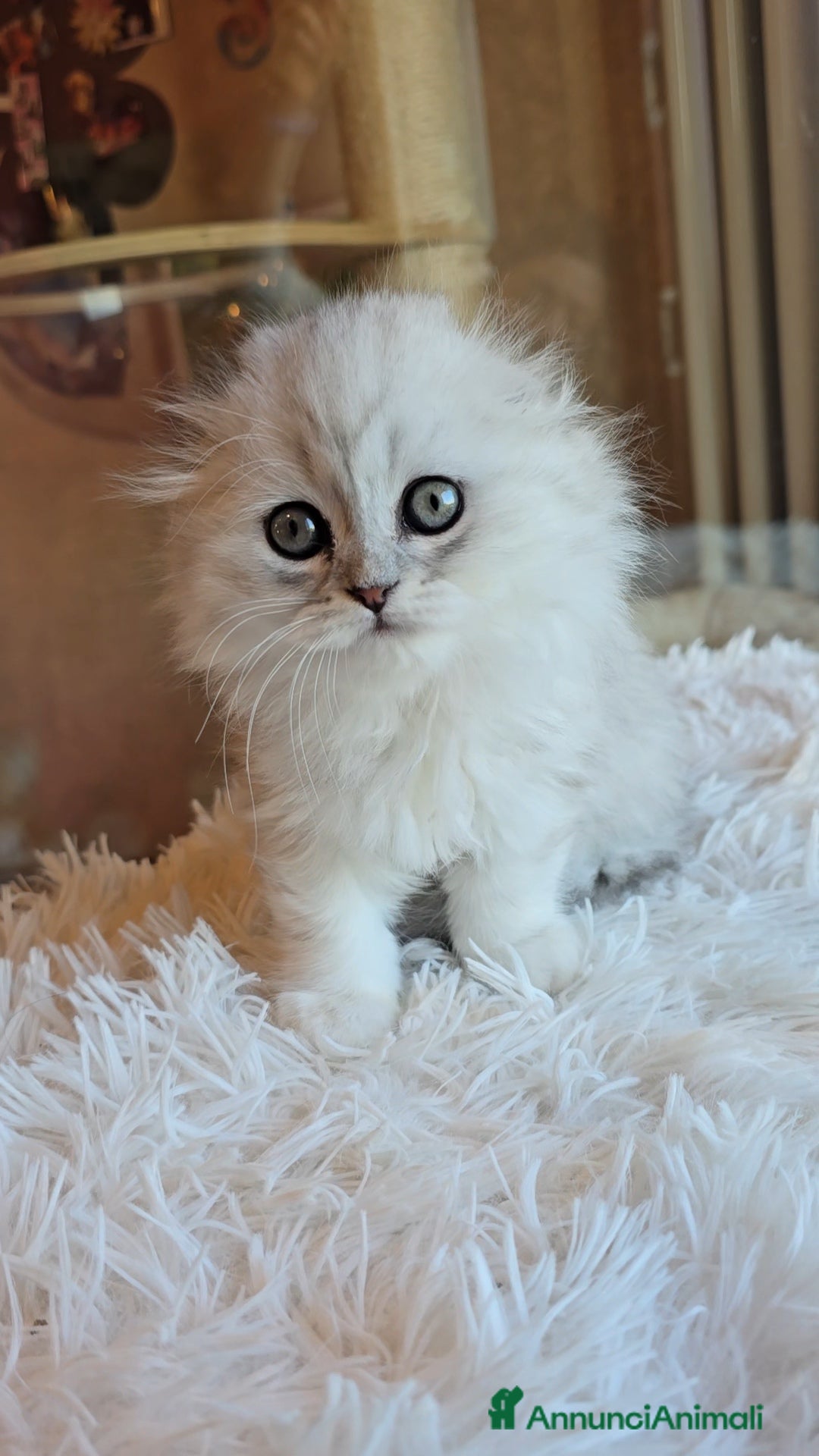 Scottish gatti Maschietto e femminuccia scottish - Annuncio 1