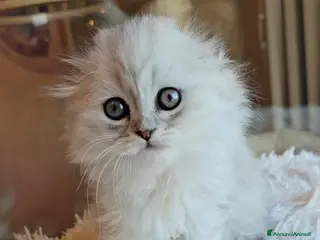 Scottish gatti Maschietto e femminuccia scottish - Annuncio 3