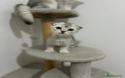 British gatti in vendita: Scottish fold a Provincia di Treviso - Immagine 4