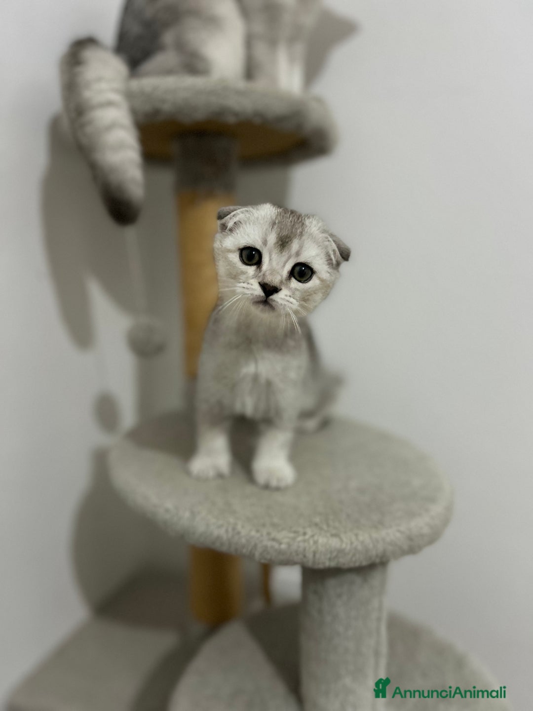 British gatti in vendita: Scottish fold a Provincia di Treviso - Immagine 4