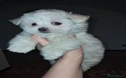 Maltese cani in vendita: Maltese  a Ente di decentramento regionale di Udine - Immagine 3