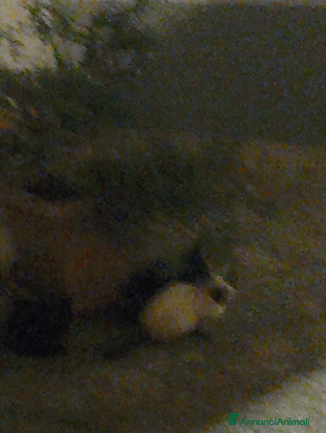 Siamese gatti in vendita: SIAMESI VENDO DUE CUCCIOLI SIMIL SIAMESI  - Annuncio 2