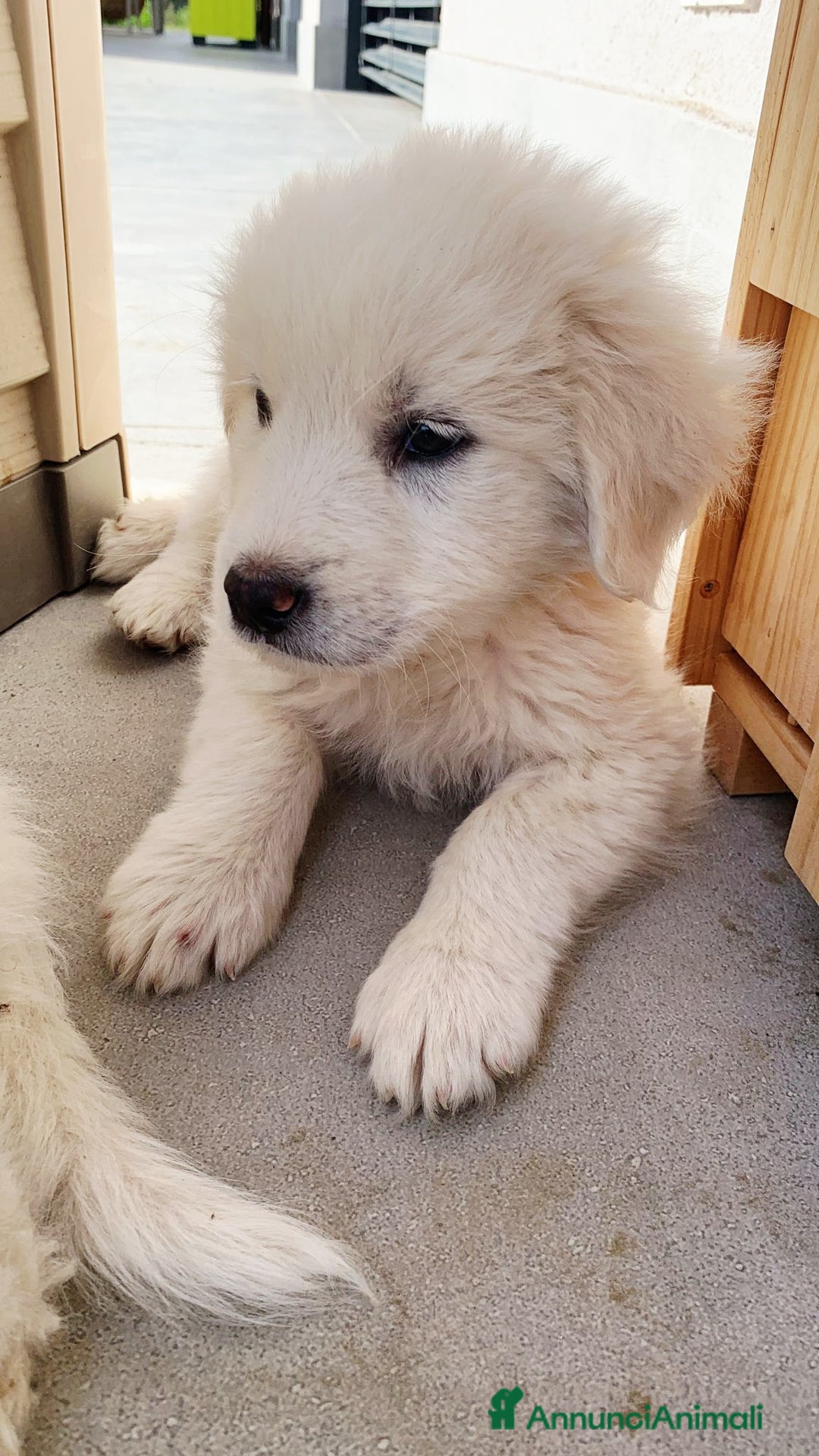 Pastore Maremmano cani in regalo: CUCCIOLI MAREMMANO  - Annuncio 2