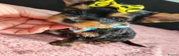 Meticcio cani in vendita: ✨Splendidi Yorkshire Terrier✨ - Annuncio 2
