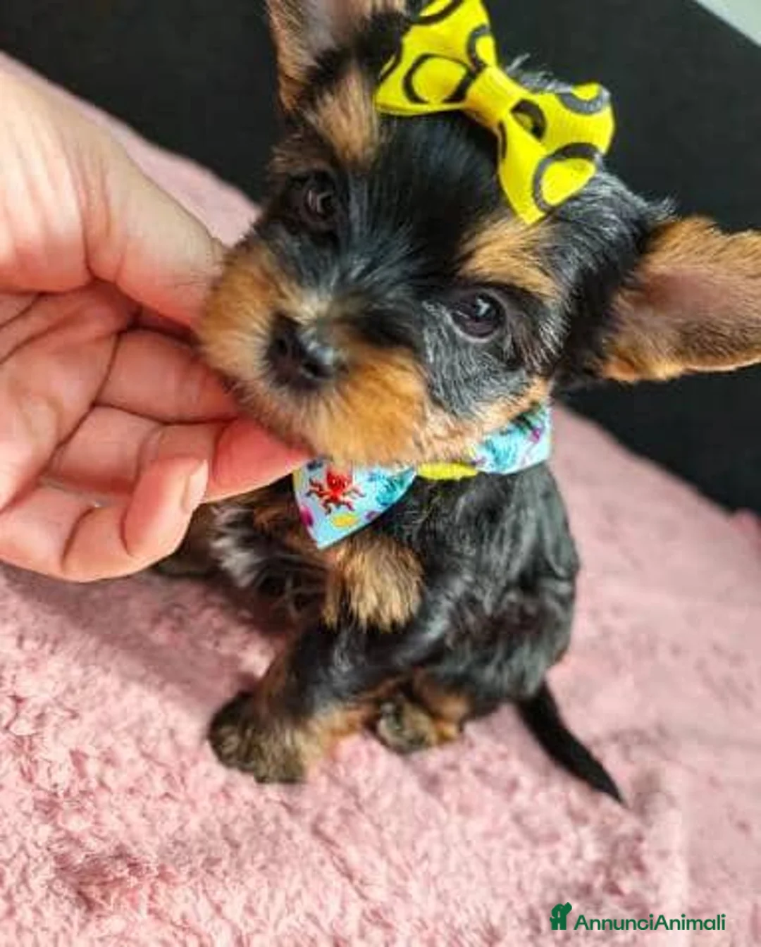 Meticcio cani in vendita: ✨Splendidi Yorkshire Terrier✨ - Annuncio 2
