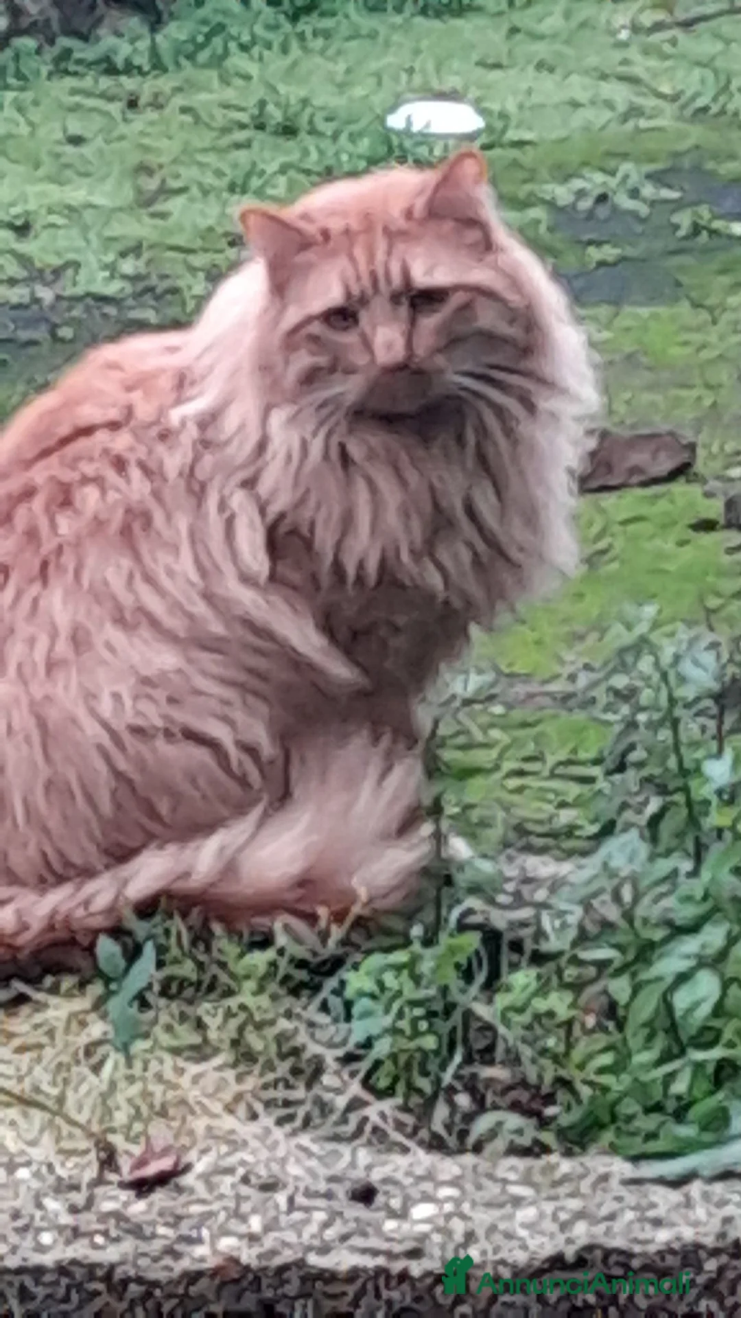 Meticcio gatti in regalo: Artemio cerca casa a Città metropolitana di Roma Capitale - Annuncio 2