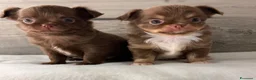 Chihuahua cani in vendita: Cuccioli di chihuahua con pedigree - Annuncio 2