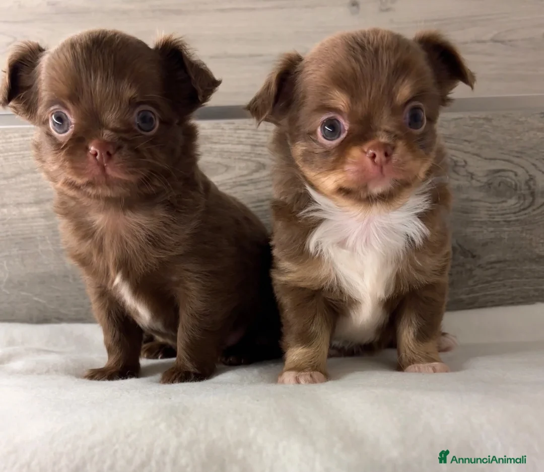 Chihuahua cani in vendita: Cuccioli di chihuahua con pedigree - Annuncio 2