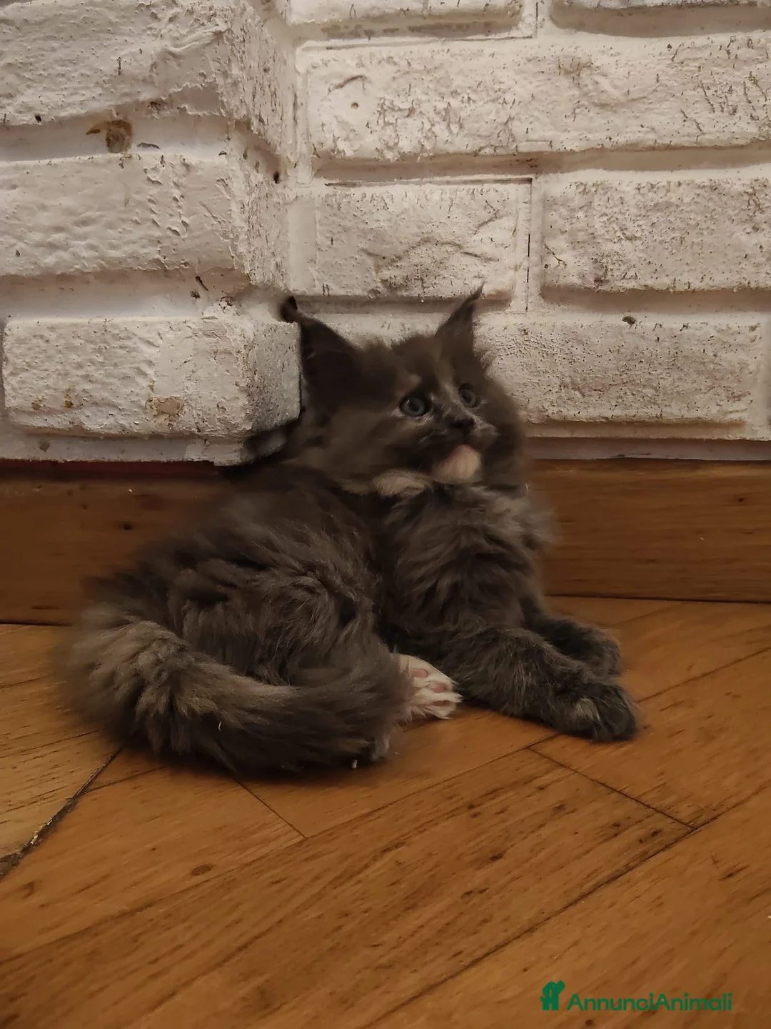 Maine Coon gatti in vendita: Meravigliosa Maine coon certificata afsi  - Annuncio 2