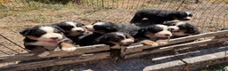 Bovaro del Bernese cani in vendita: Cuccioli del Bovaro del Bernese  - Annuncio 12