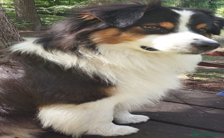 Australian Shepherd cani a Provincia di Brescia - Annuncio 8