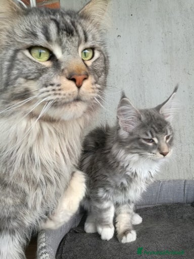 Immagine della galleria {{count}}