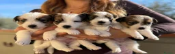 Jack Russell cani in vendita: Cuccioli Jack Russell pelo ruvido - Annuncio 1
