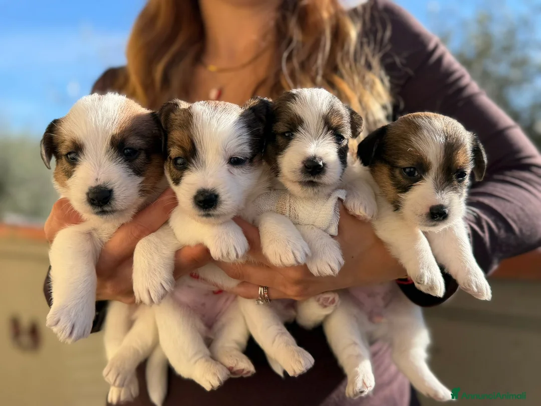 Jack Russell cani in vendita: Cuccioli Jack Russell pelo ruvido - Annuncio 1