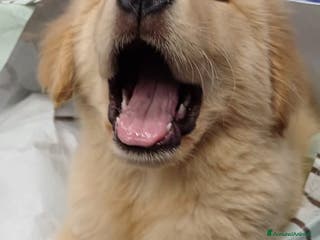 Golden Retriever cani Cuccioli di Golden Retriever americano – febbraio - Annuncio 4