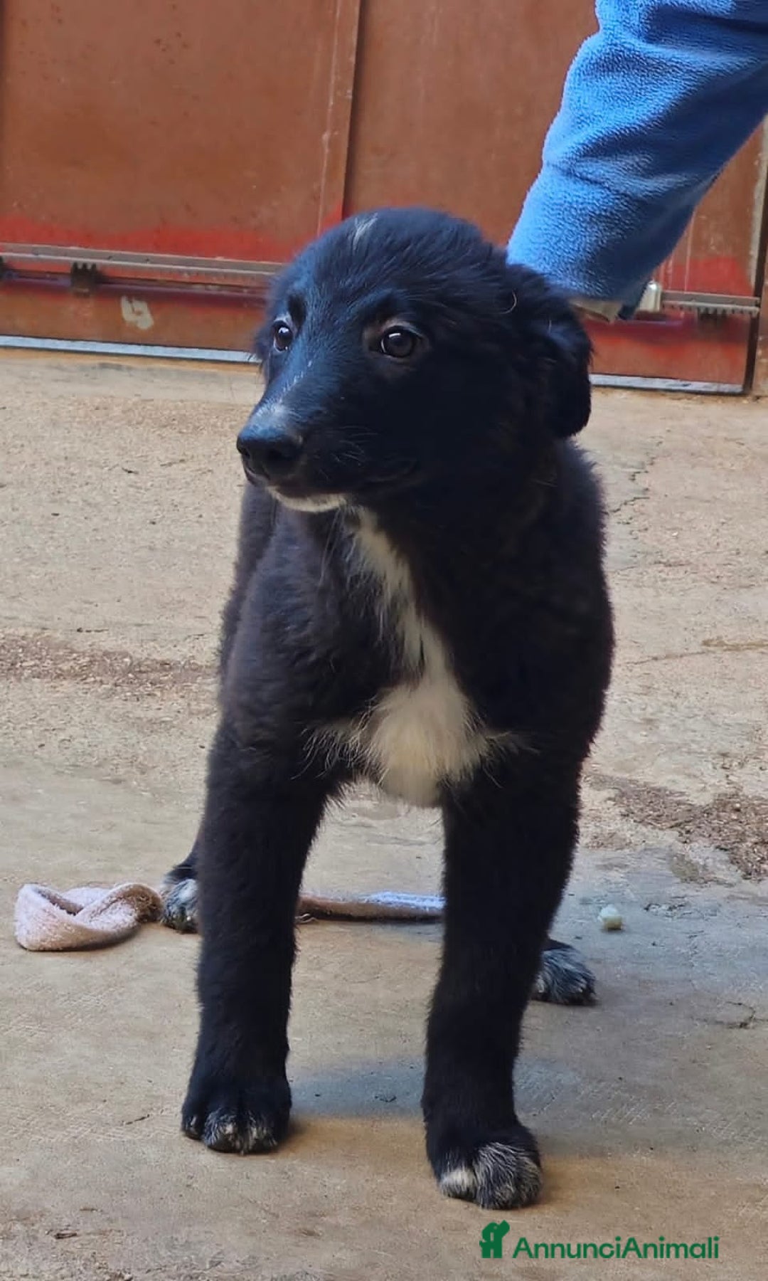 Altre razze cani in regalo: argo e zeus - Annuncio 2