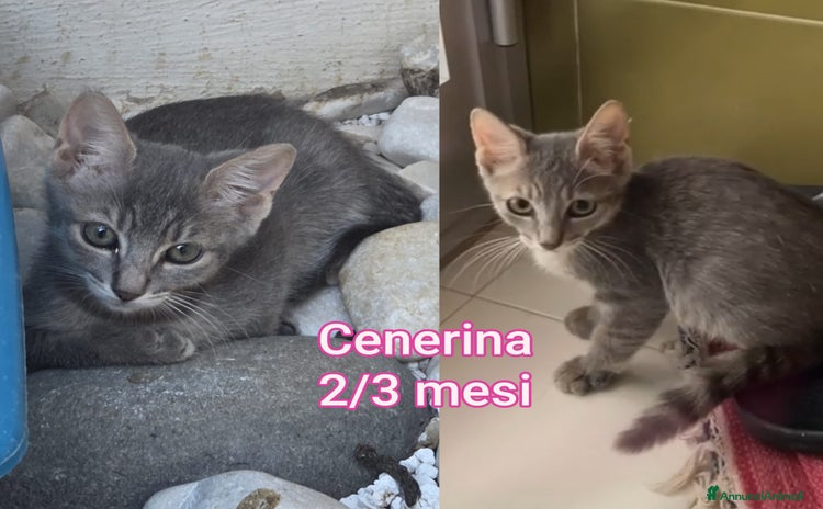 Europeo gatti - Annuncio 2