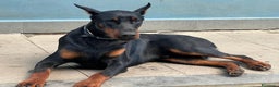 Dobermann cani in vendita: cucciolo doberman in vendita messina - Annuncio 6