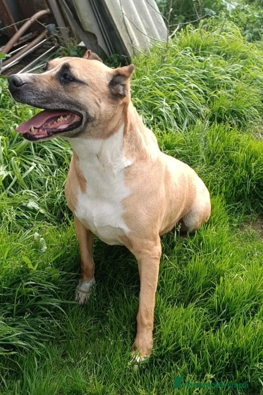 Meticcio cani in regalo: UNA FAMIGLIA PER AKIRA - Annuncio 6