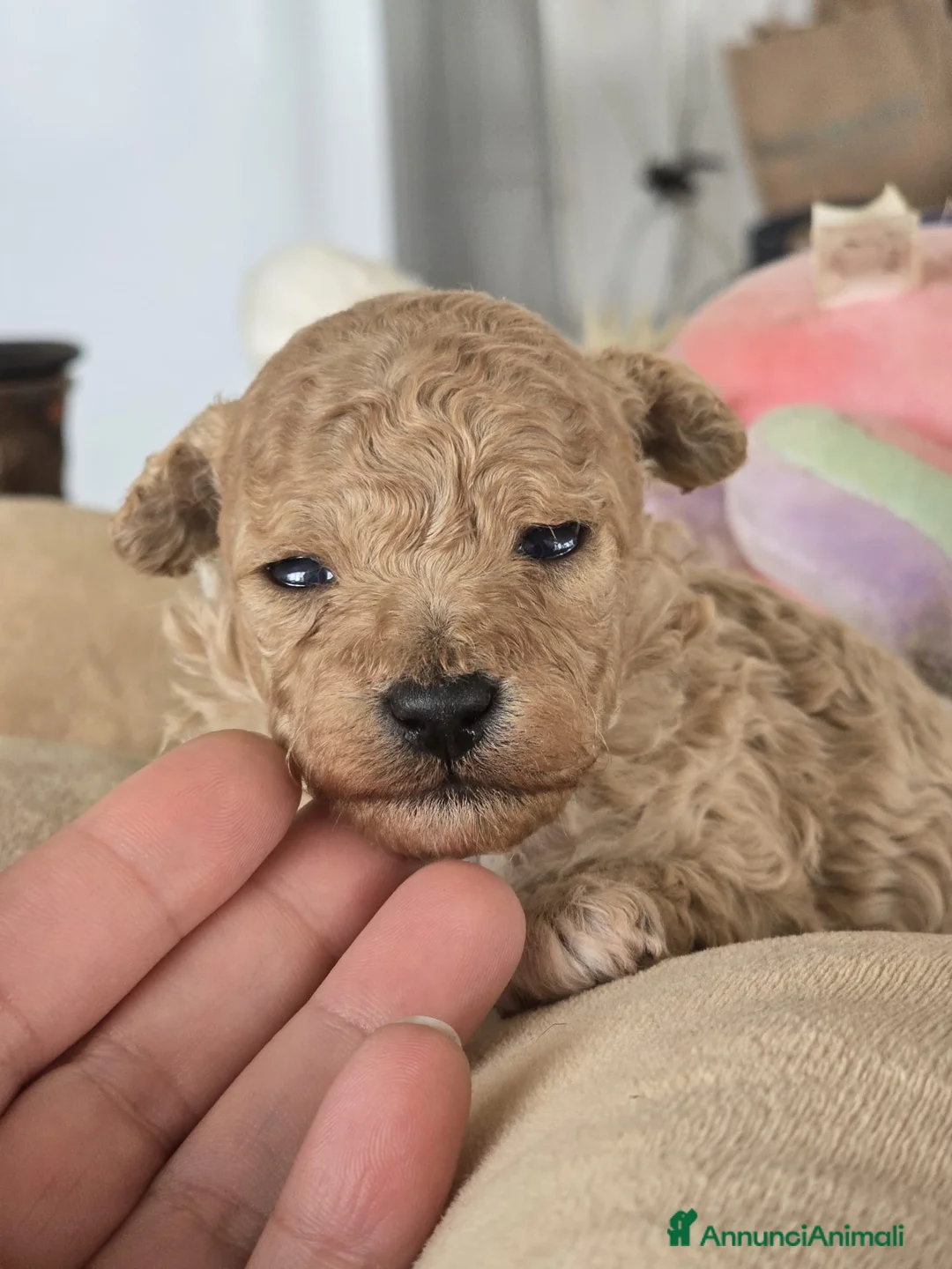 Barboncino Toy cani in vendita: Cuccioli barboncini toy - Annuncio 2
