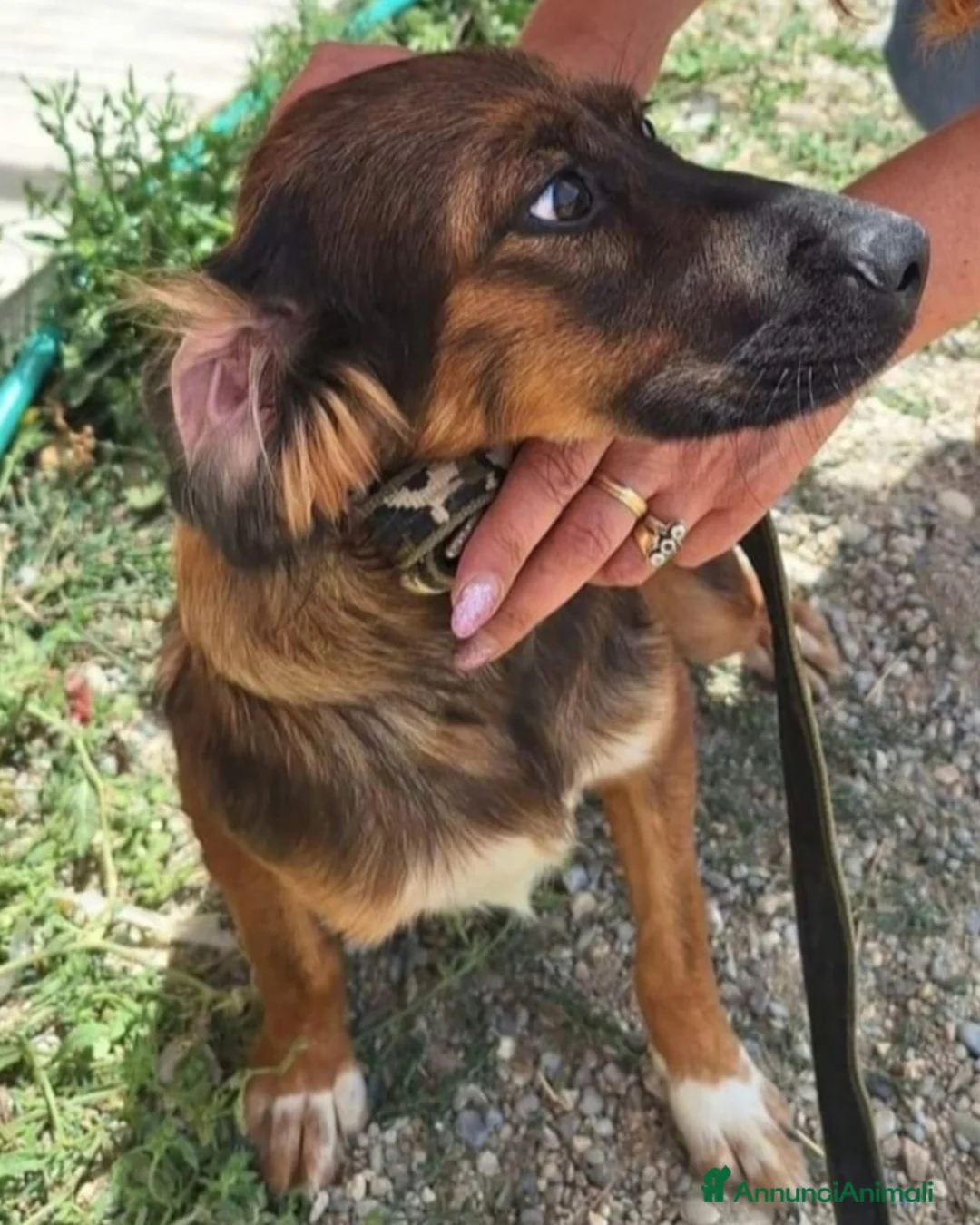 Meticcio cani in regalo: Aron 2anni(la mamma èSetter)in canile da sempreSUD - Annuncio 2