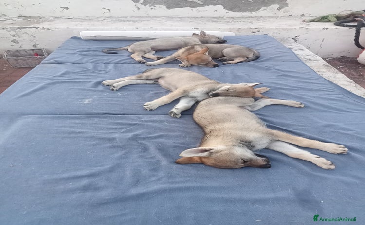 Lupo Cecoslovacco cani a Città metropolitana di Messina - Annuncio 14