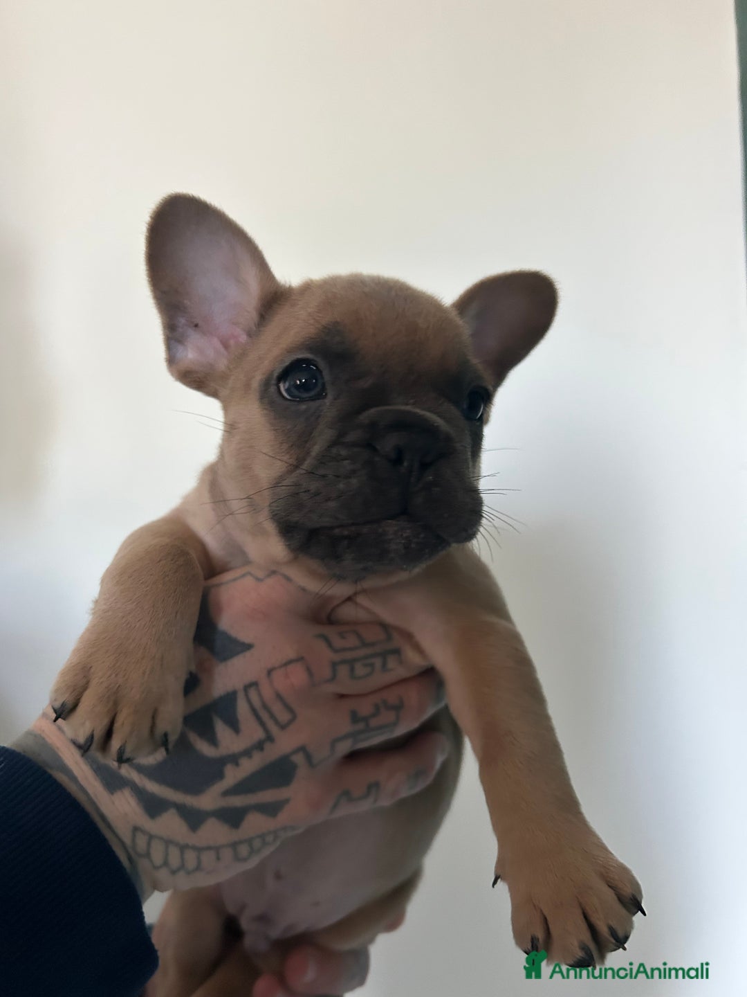 Bulldog Francese cani in vendita: Cuccioli di bulldog  - Annuncio 24