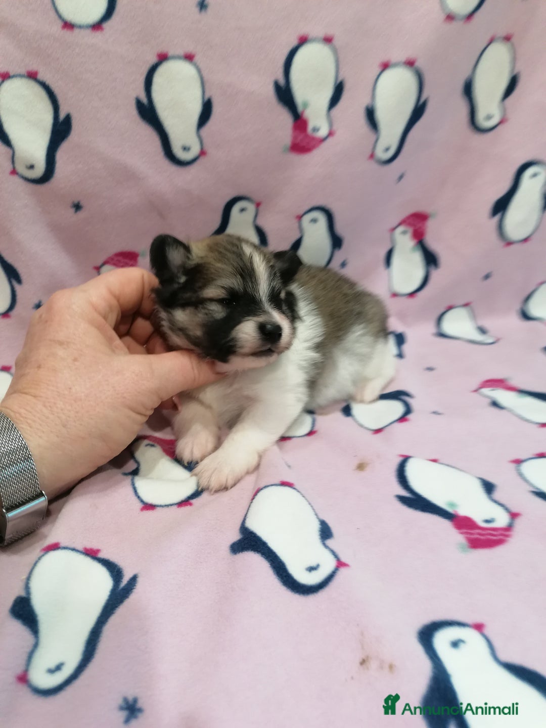 Volpino Pomerania cani in vendita: Volpino Pomerania  - Annuncio 15