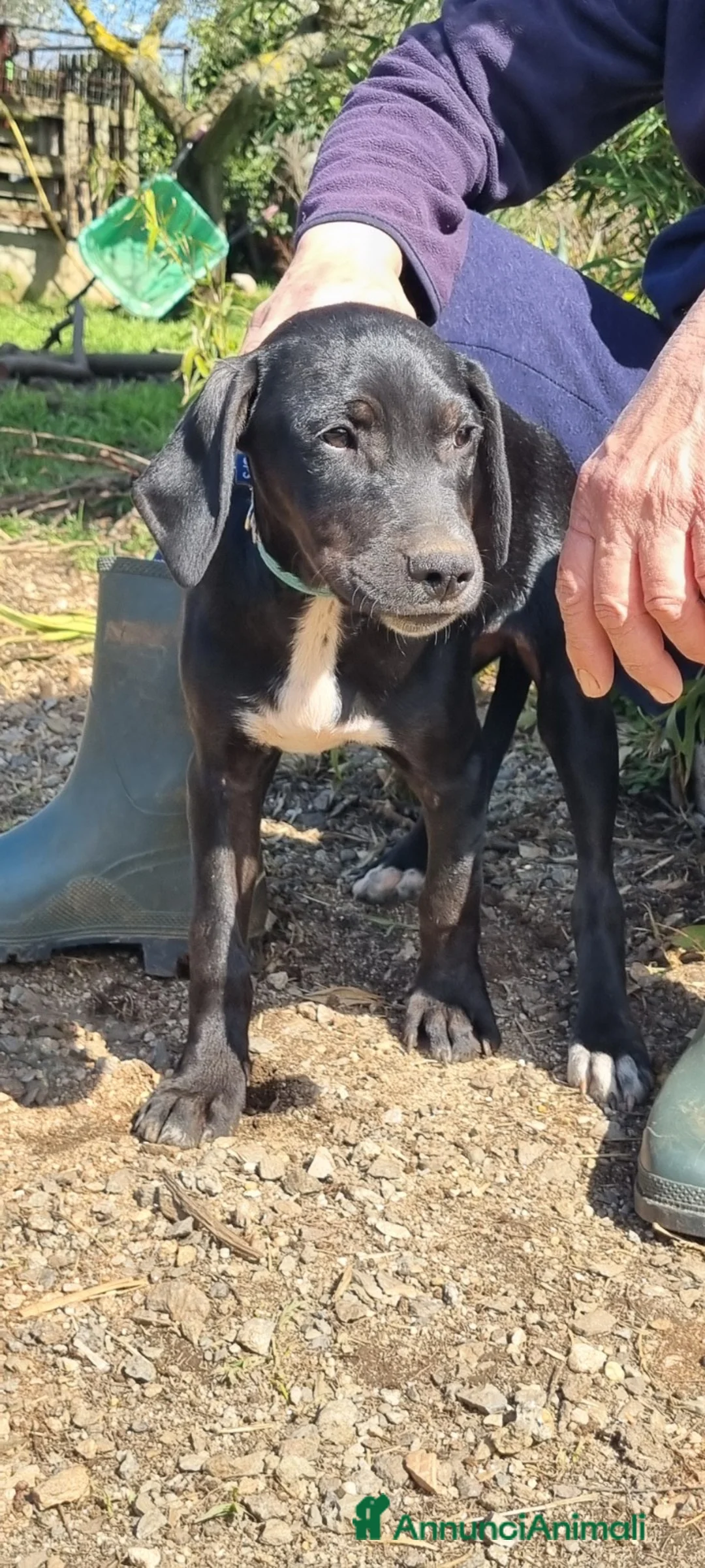 Meticcio cani in regalo: UNA MAMMA PER EVA a Provincia di Varese - Annuncio 4