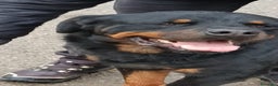 Rottweiler cani in regalo: Ares: 5 anni, Rottweiler equilibrato, socievole  a Città Metropolitana di Genova - Annuncio 1