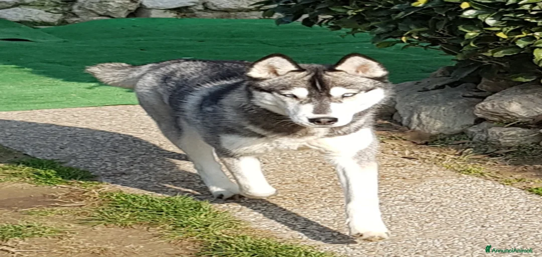 Immagine della galleria {{count}}