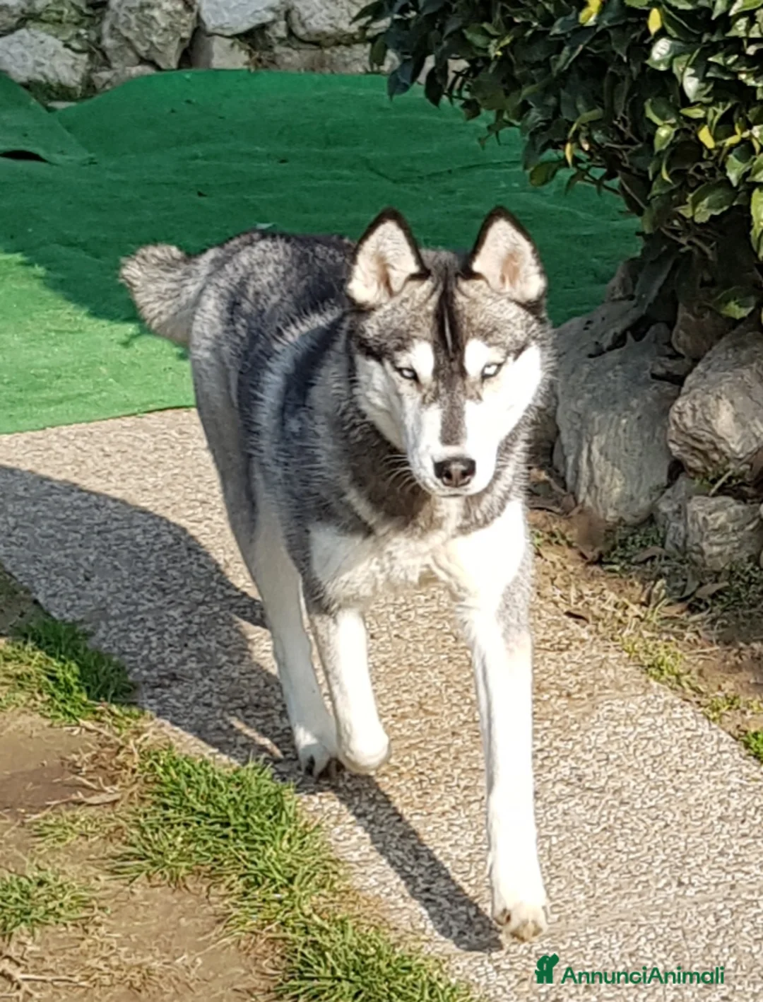 Immagine della galleria {{count}}