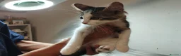 Europeo gatti in regalo: Simpaticissimo andrew - Annuncio 7