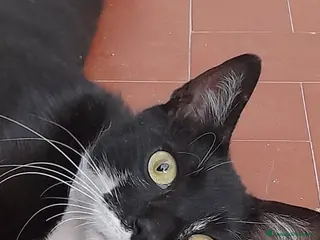 Europeo gatti BIZET DOLCISSIMO GATTINO - Annuncio 3