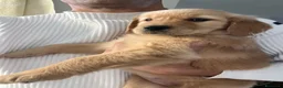 Golden Retriever cani in vendita: Cuccioli di Golden Retriever Americani 100% - Annuncio 4