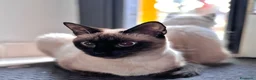 Siamese gatti in vendita: Siamese  - Annuncio 2