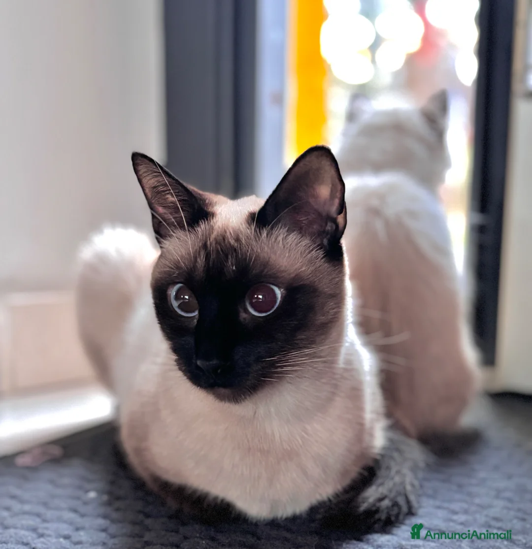 Siamese gatti in vendita: Siamese  - Annuncio 2