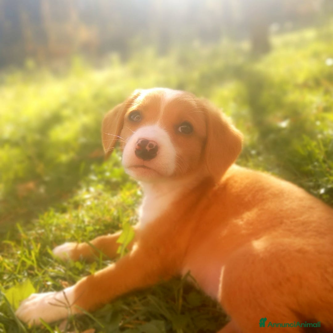 Meticcio cani in regalo: 5 DOLCISSIMI CUCCIOLI! 3 mesi e mezzo. - Annuncio 8