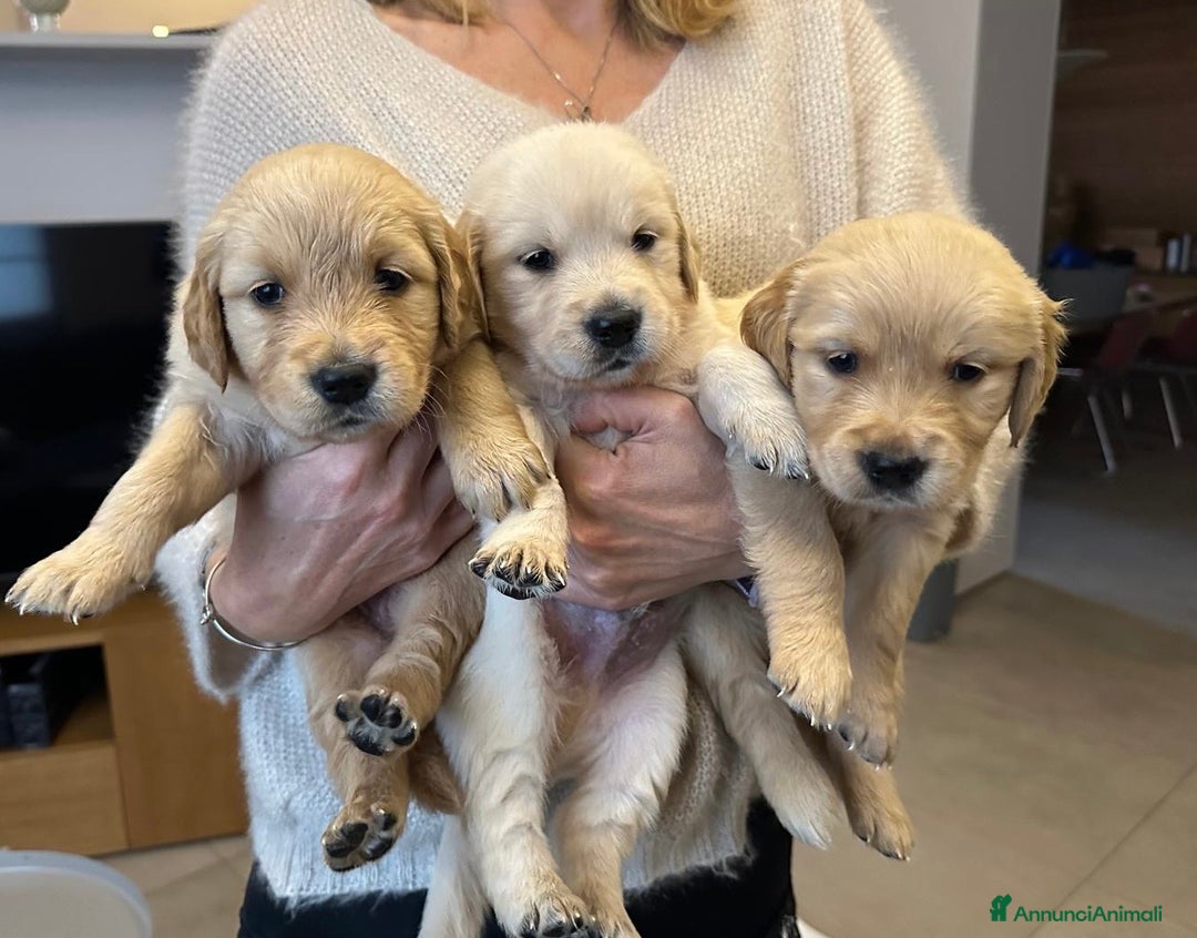 Golden Retriever cani in vendita: Bellissimi cuccioli di Golden Retriver  - Annuncio 6